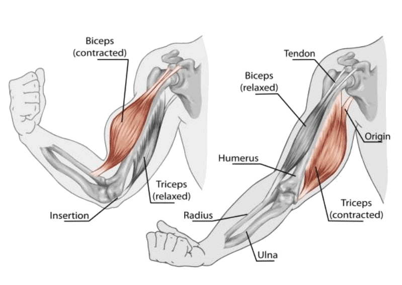 6-Comment-perdre-du-poids-grace-au-rameur_html_1899ba5f-v2 rameur muscle jambes aducteur fessier mollets