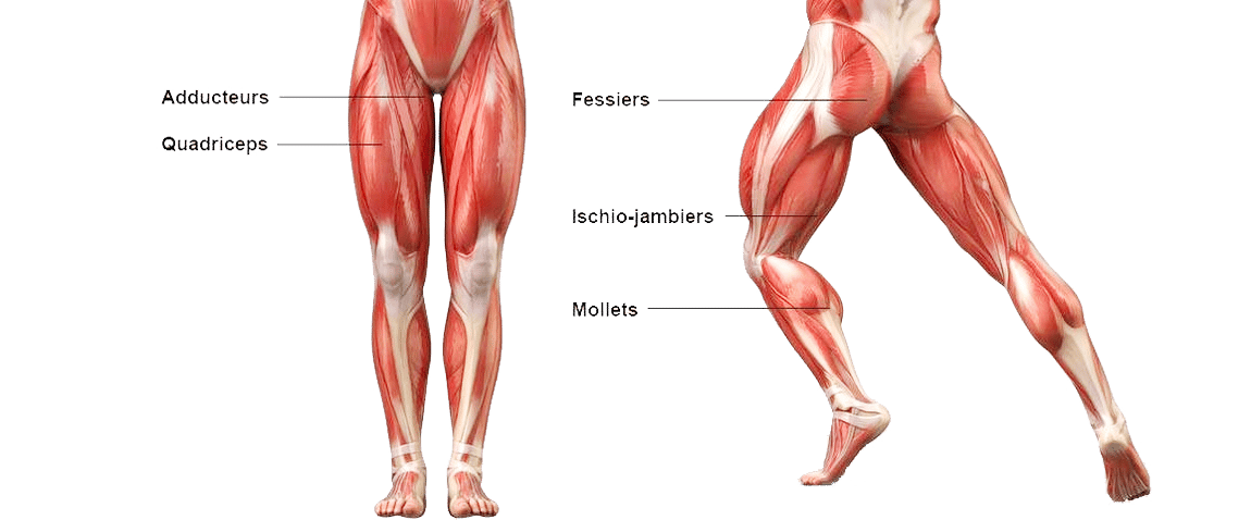 6-muscles-tron-v2 rameur muscle jambes aducteur fessier mollets