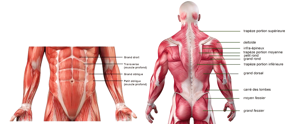 6-muscles-tron2-v2 rameur muscle jambes aducteur fessier mollets
